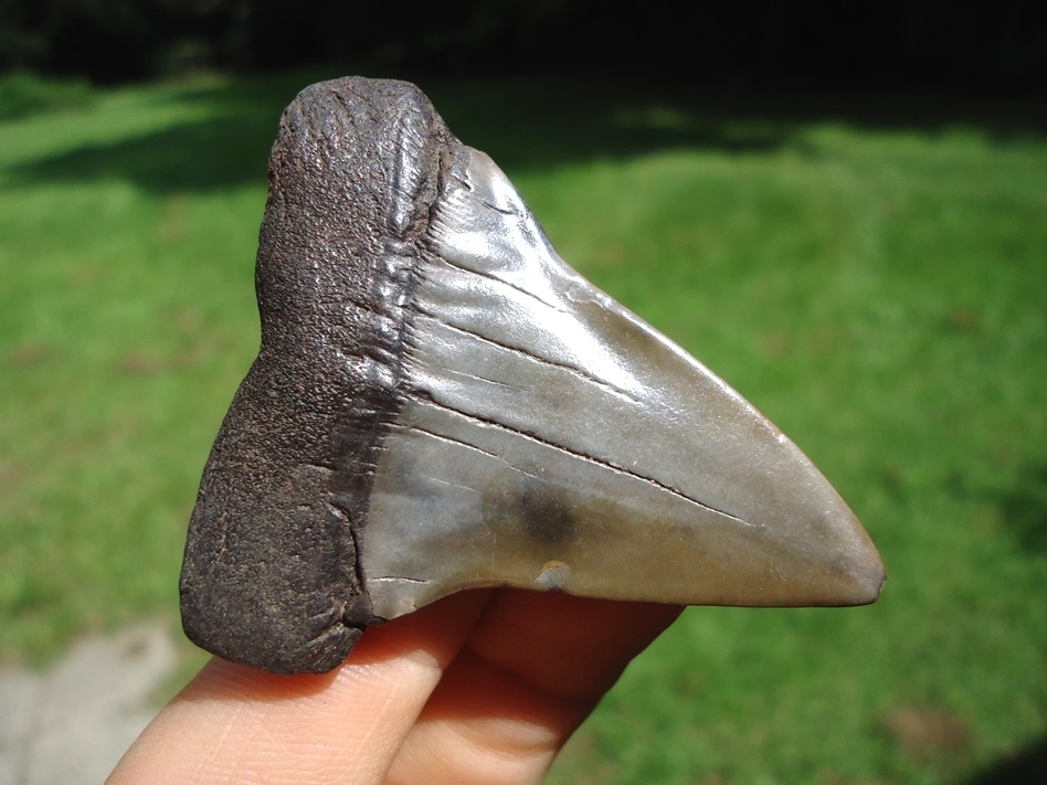 Large image 3 Wide Body Hastalis Shark Tooth