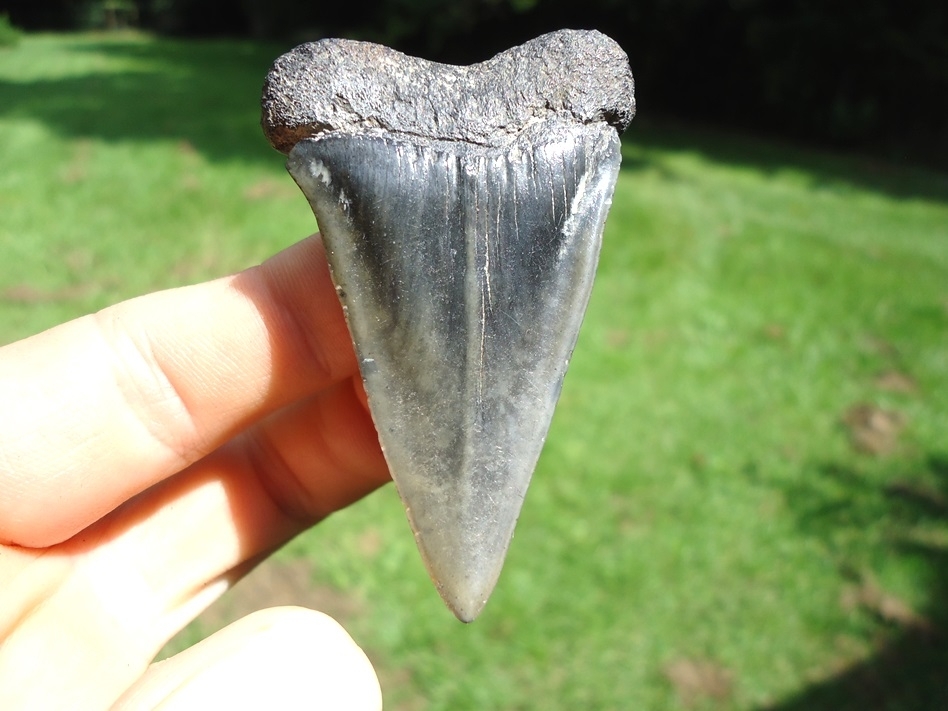Large image 1 Large 2.41' Hastalis Shark Tooth