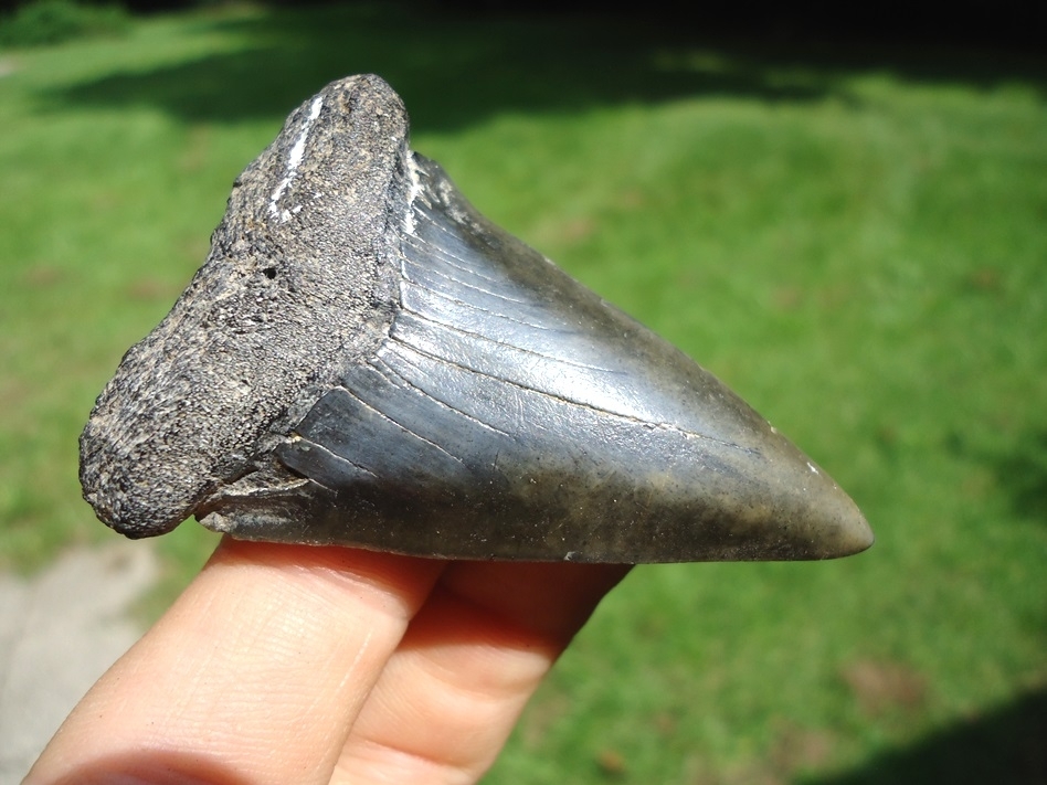 Large image 2 Large 2.41' Hastalis Shark Tooth