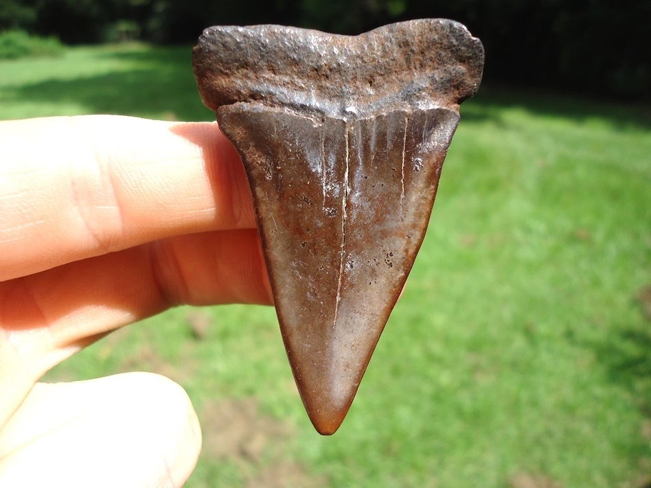Large image 1 Very Attractive Chocolate Hastalis Shark Tooth