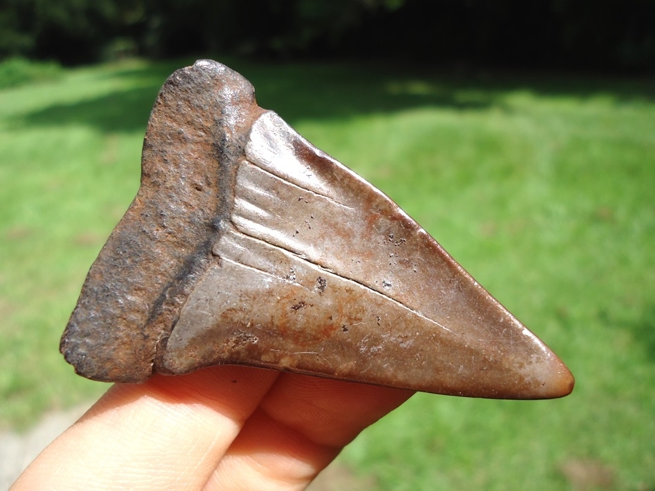 Large image 3 Very Attractive Chocolate Hastalis Shark Tooth