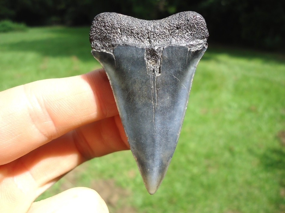 Large image 1 Colorful Hastalis Shark Tooth