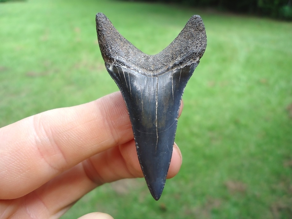 Large image 1 Top Quality Lower Jaw Hastalis Shark Tooth