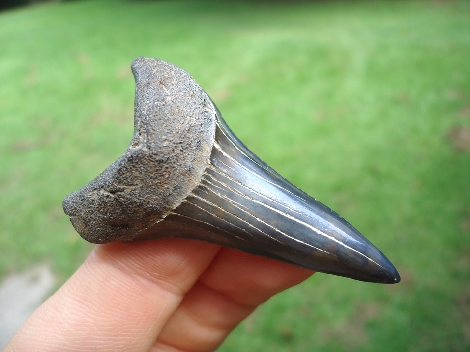 Large image 2 Top Quality Lower Jaw Hastalis Shark Tooth