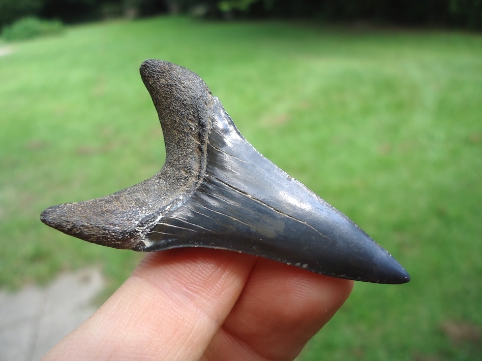 Large image 3 Top Quality Lower Jaw Hastalis Shark Tooth