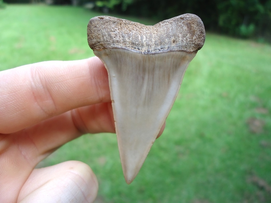 Large image 1 Beautiful Blonde Hastalis Shark Tooth