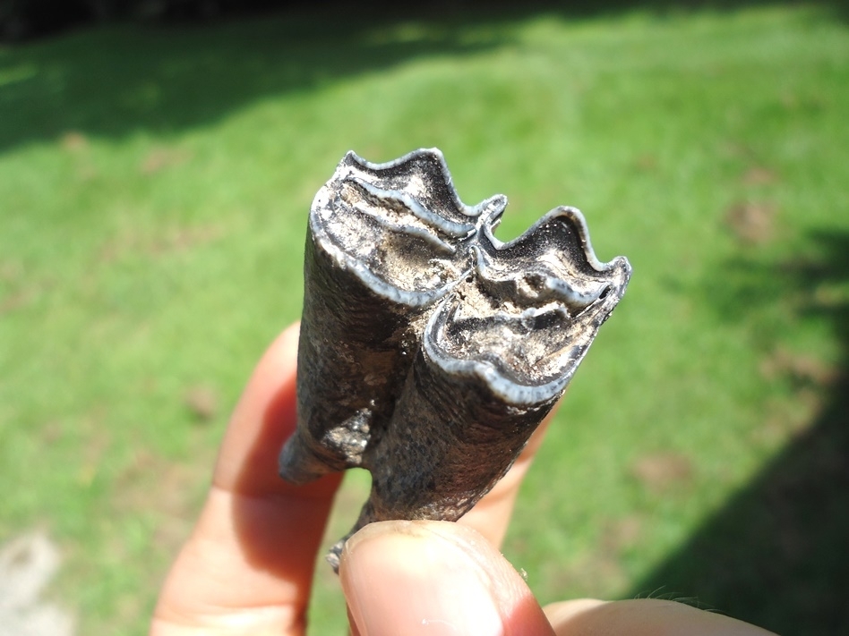 Large image 2 Choice Llama Molar from Leisey Shell Pit