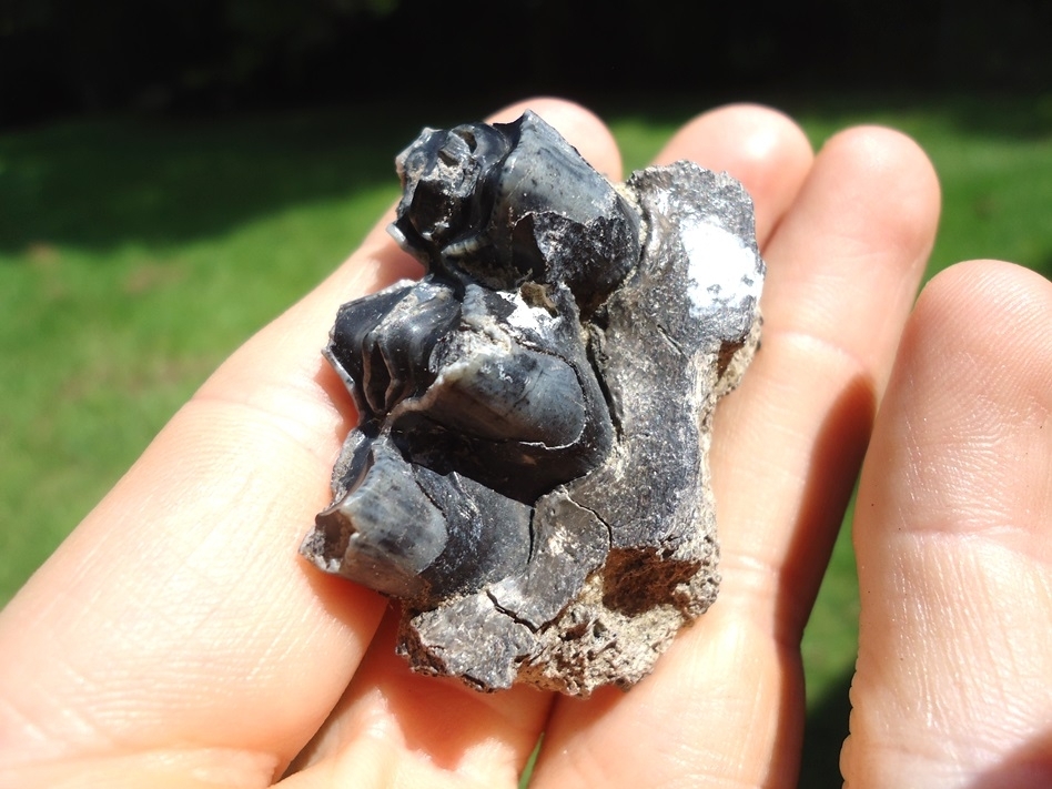 Large image 3 Llama Molar in Section of Jaw from Leisey Shell Pit