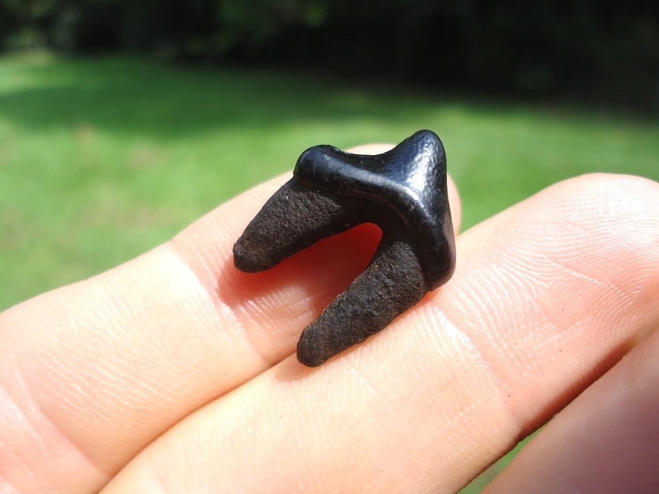 Large image 3 Top Quality Dire Wolf Premolar