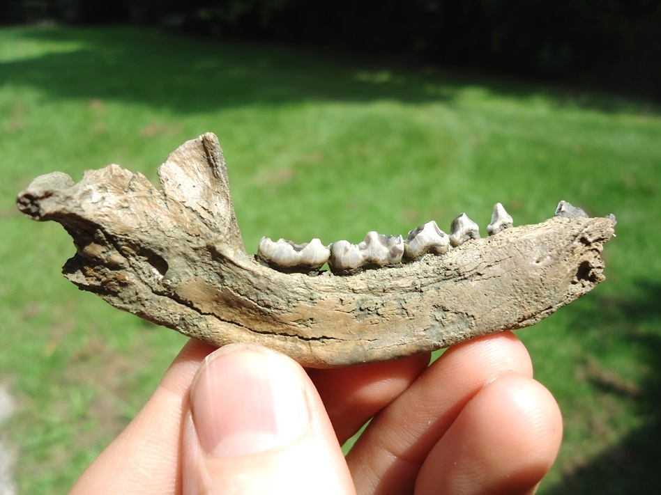 Large image 1 Excellent Raccoon Mandible