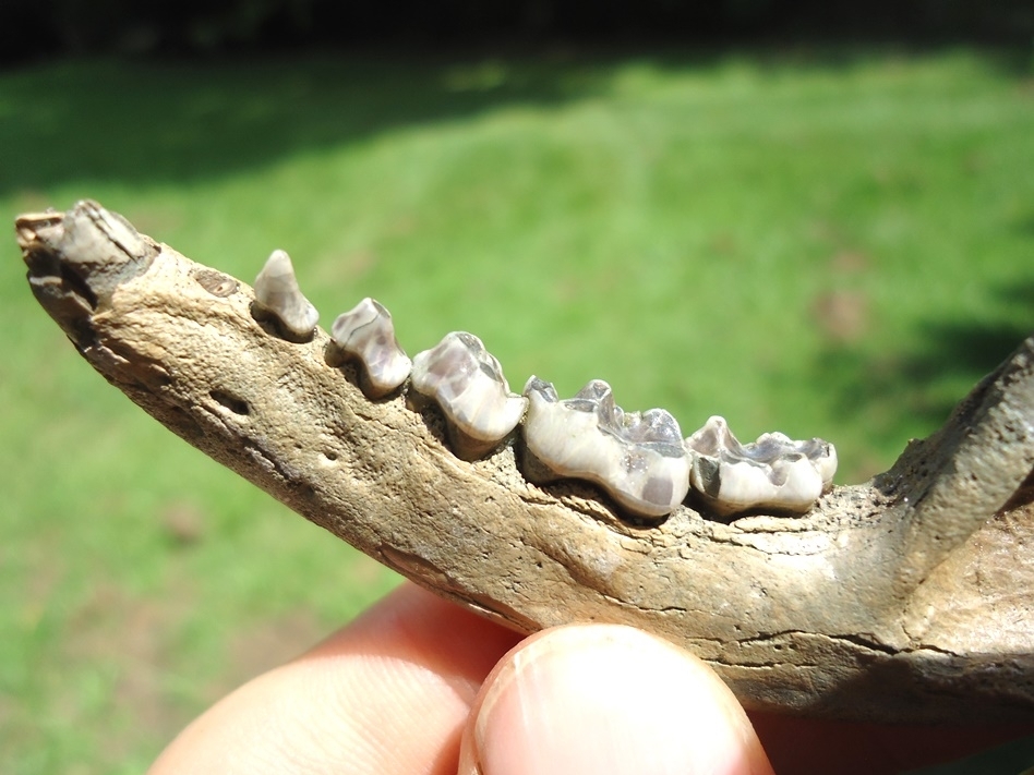 Large image 3 Excellent Raccoon Mandible