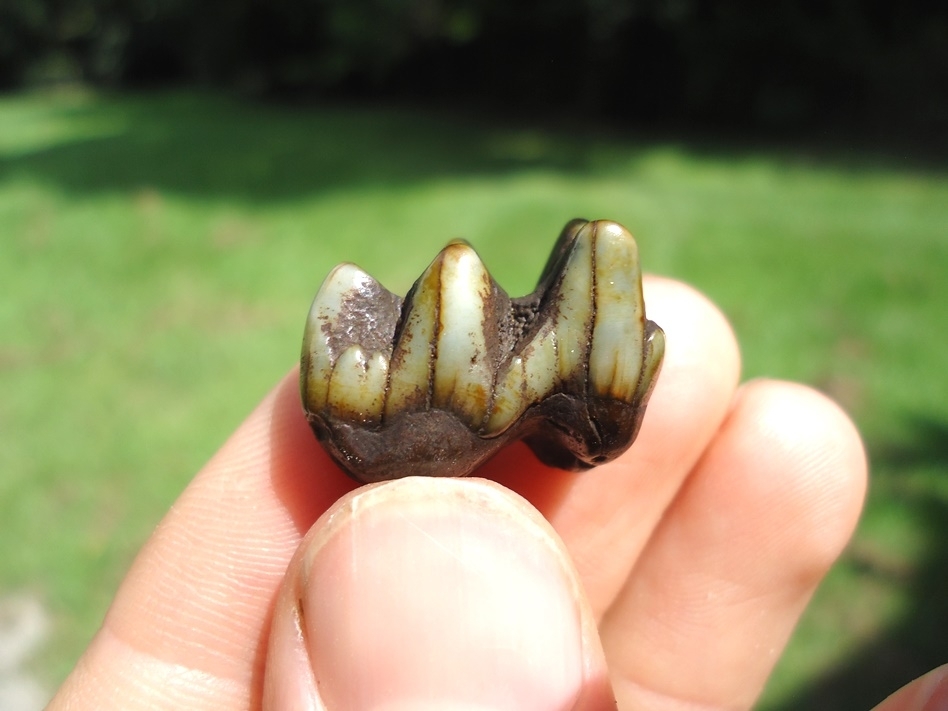 Large image 1 Colorful Peccary Molar