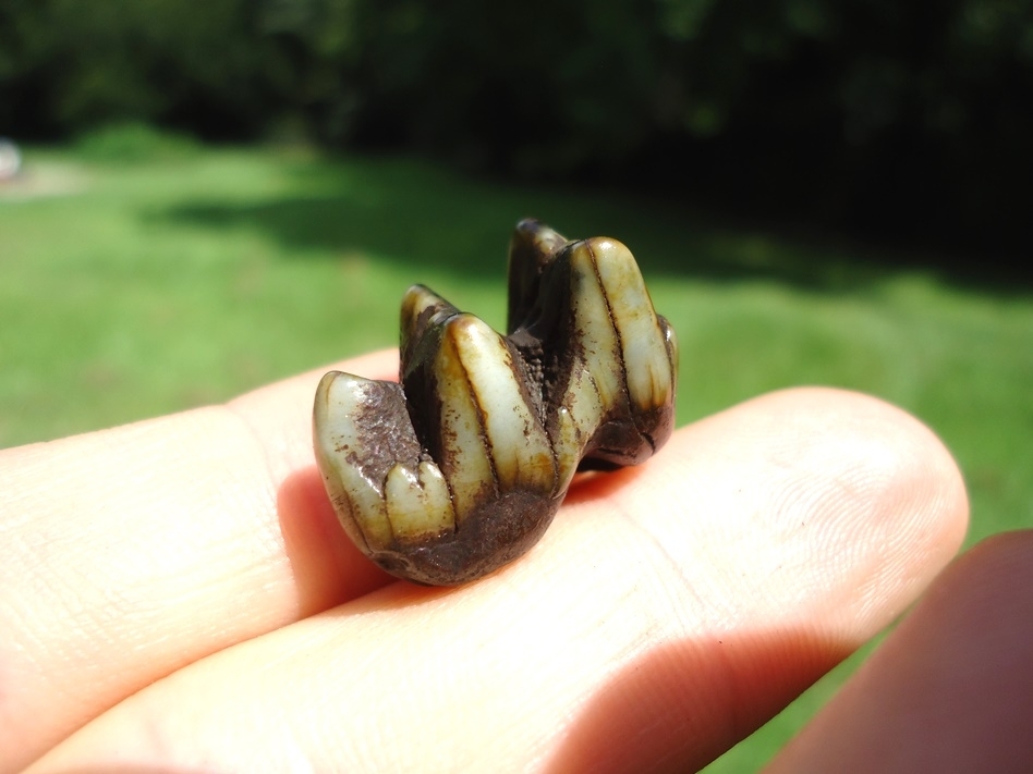 Large image 3 Colorful Peccary Molar