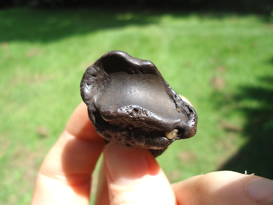 Large image 2 Dark Chocolate Giant Armadillo Claw Core