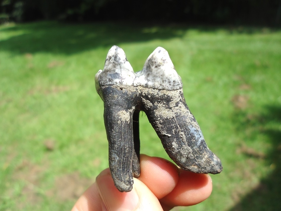 Large image 1 Immaculate Rooted Tapir Molar