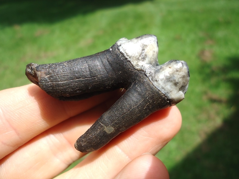 Large image 3 Immaculate Rooted Tapir Molar