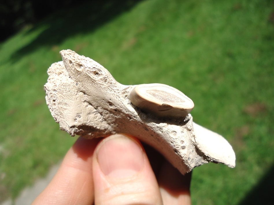 Large image 2 Beyond Rare Miocene Sloth Jaw with Canine