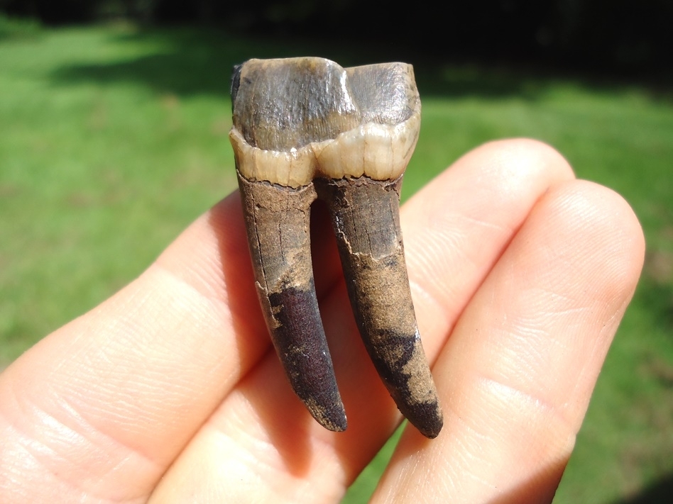 Large image 1 Rare early Miocene Rhinoceros Tooth