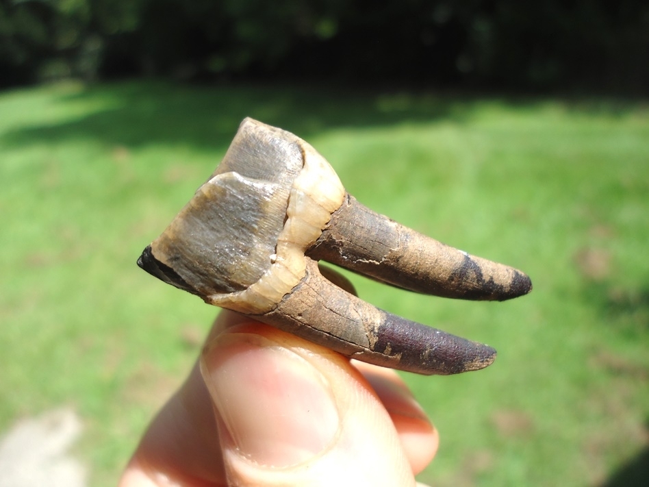 Large image 2 Rare early Miocene Rhinoceros Tooth