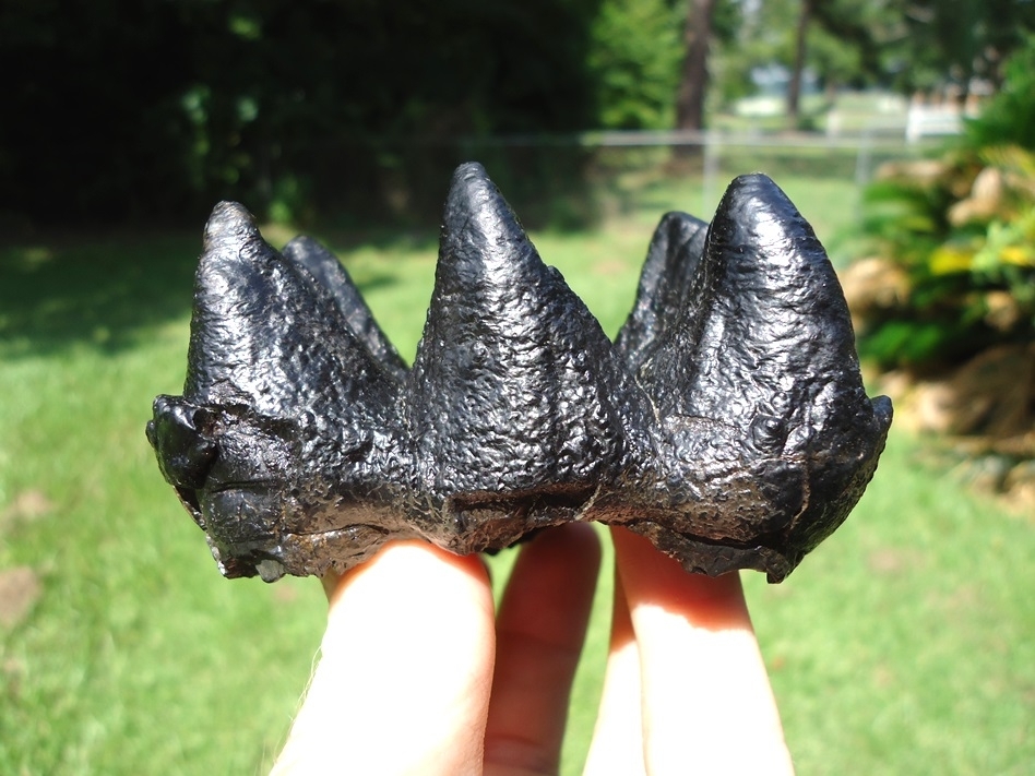 Large image 3 Stunning Midnight Black Mastodon Tooth