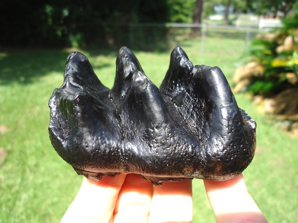 Large image 1 World Class Juvenile Mastodon Tooth