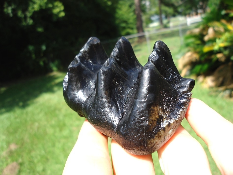 Large image 2 World Class Juvenile Mastodon Tooth