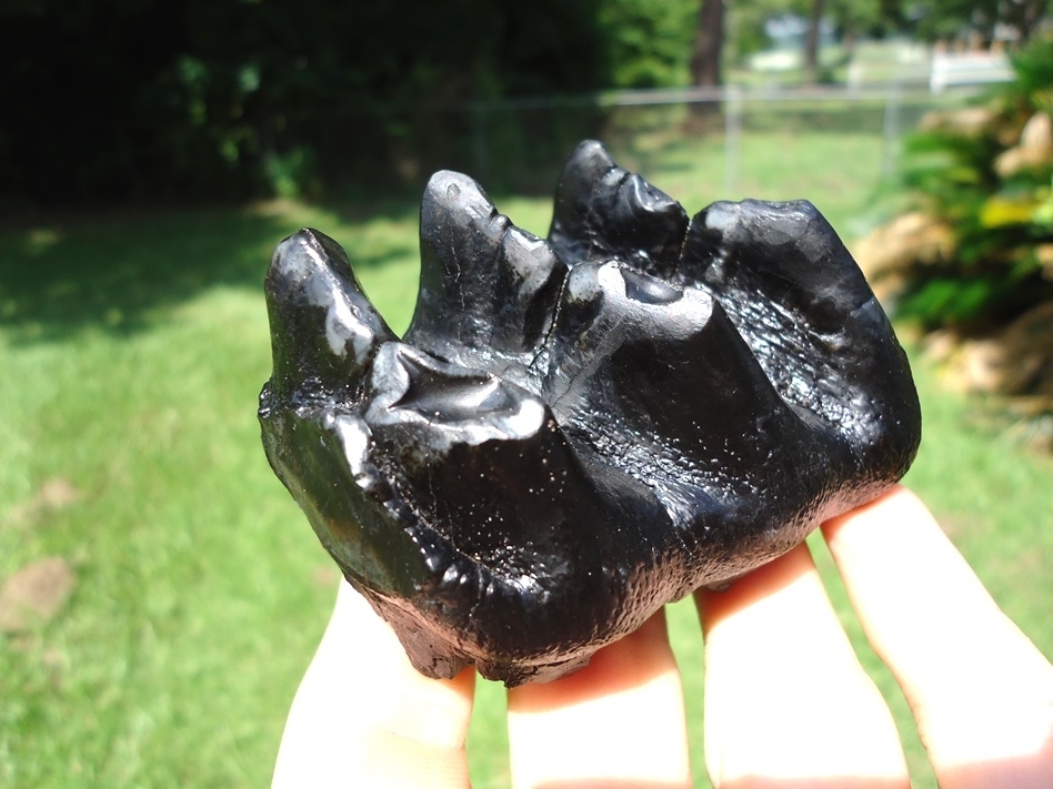 Large image 3 World Class Juvenile Mastodon Tooth