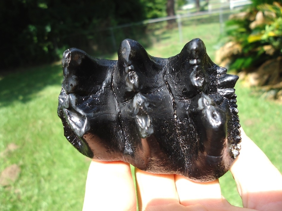 Large image 4 World Class Juvenile Mastodon Tooth