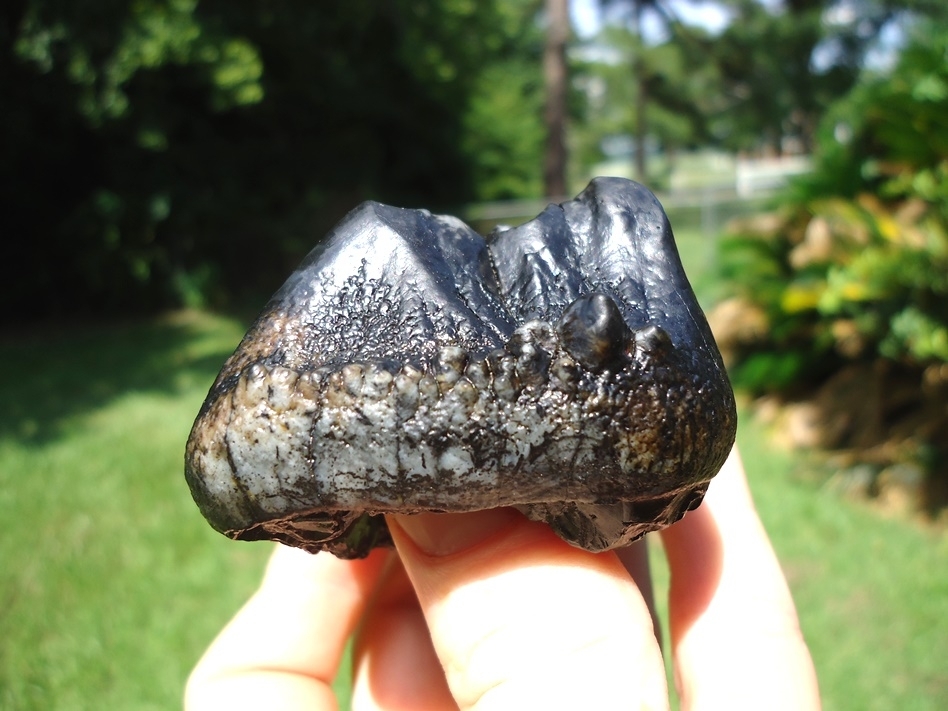 Large image 6 World Class Juvenile Mastodon Tooth