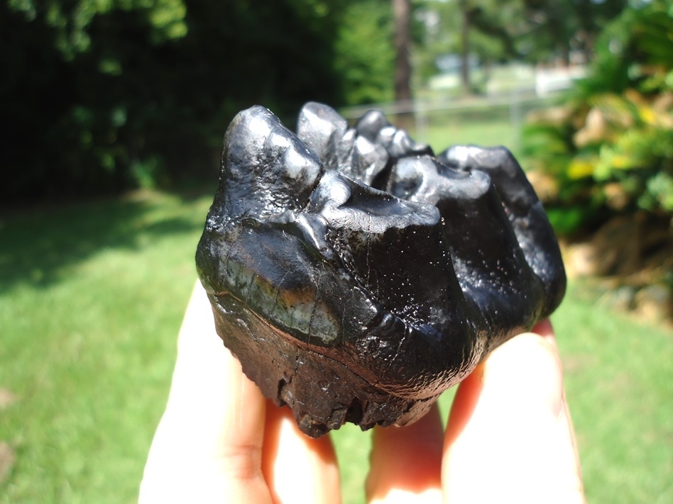 Large image 7 World Class Juvenile Mastodon Tooth