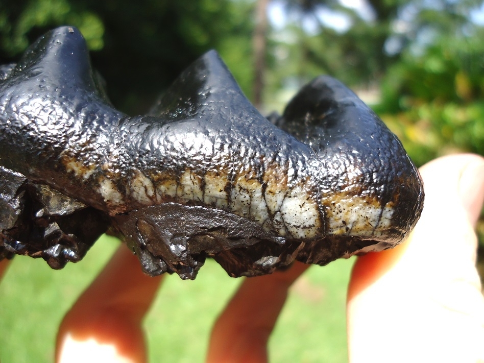 Large image 8 World Class Juvenile Mastodon Tooth