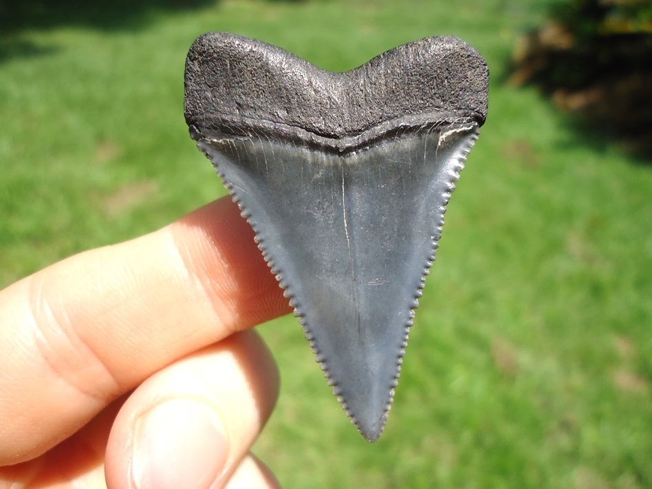 Large image 1 High Quality Great White Shark Tooth