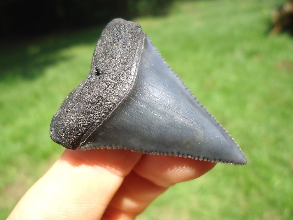 Large image 2 High Quality Great White Shark Tooth