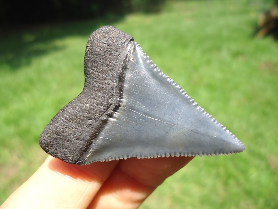 Large image 3 High Quality Great White Shark Tooth
