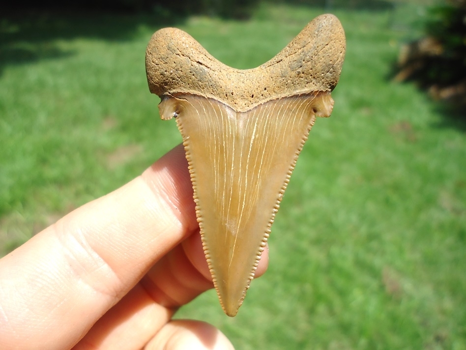 Large image 1 Quality Angustidens Shark Tooth