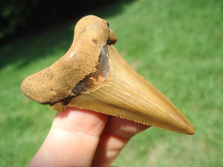 Large image 2 Quality Angustidens Shark Tooth