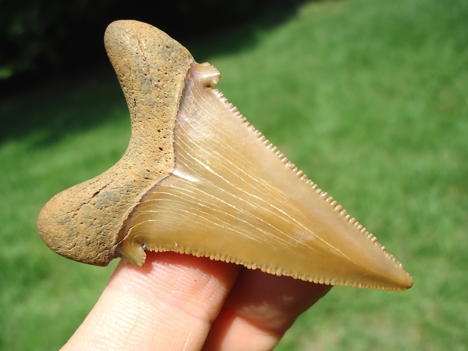 Large image 3 Quality Angustidens Shark Tooth