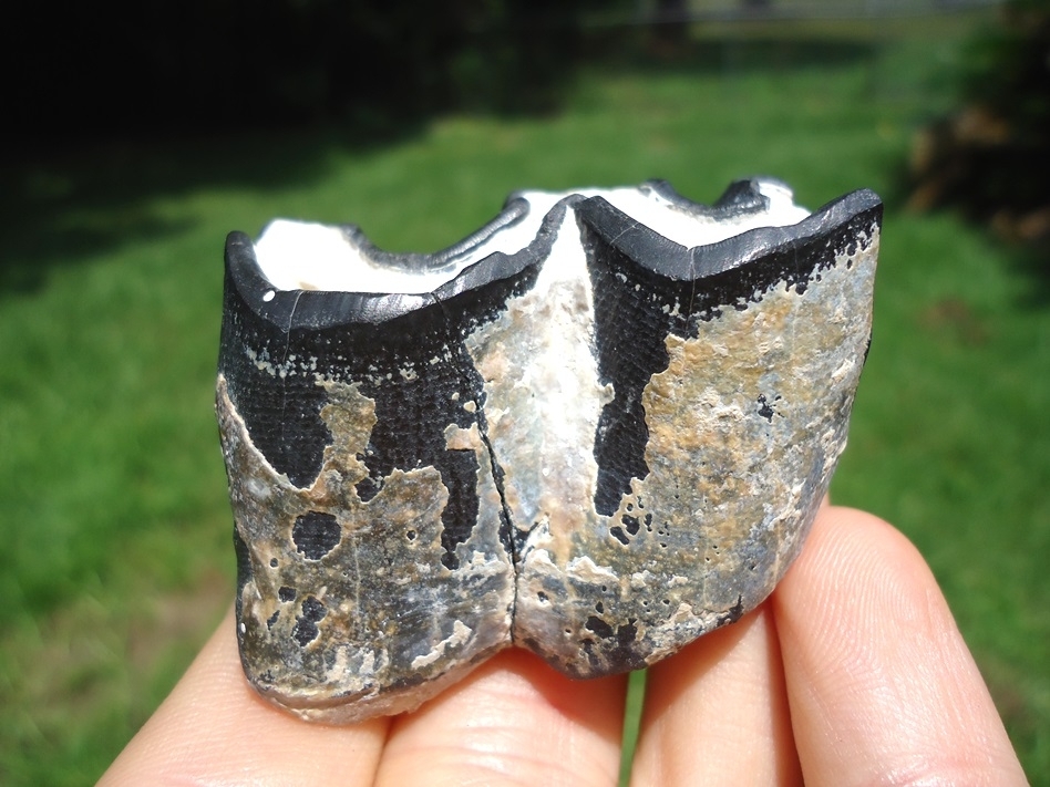 Large image 1 Bargain Bone Valley Rhino Tooth
