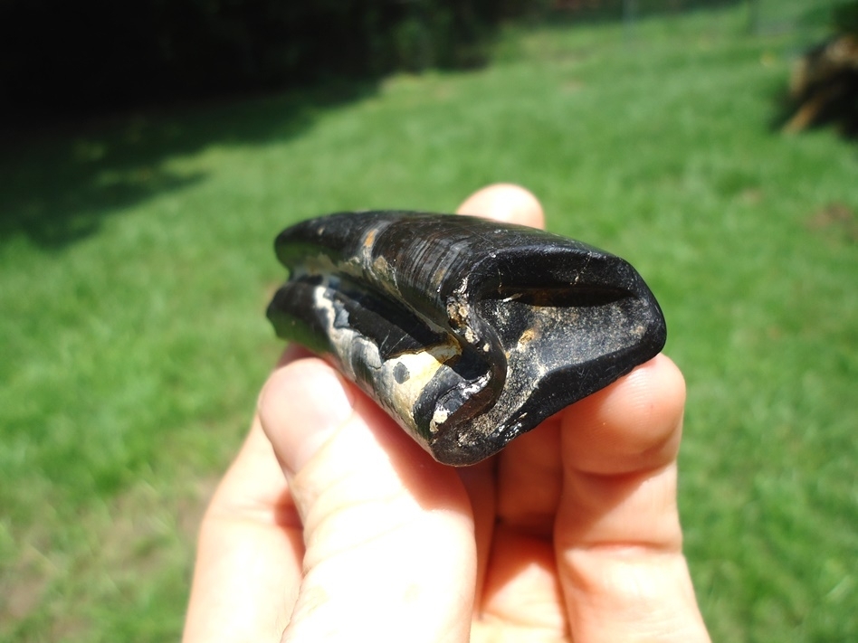 Large image 5 High Detailed Paramylodon Sloth Tooth