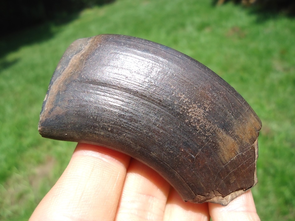 Large image 1 Excellent Megalonyx Sloth Canine Tooth
