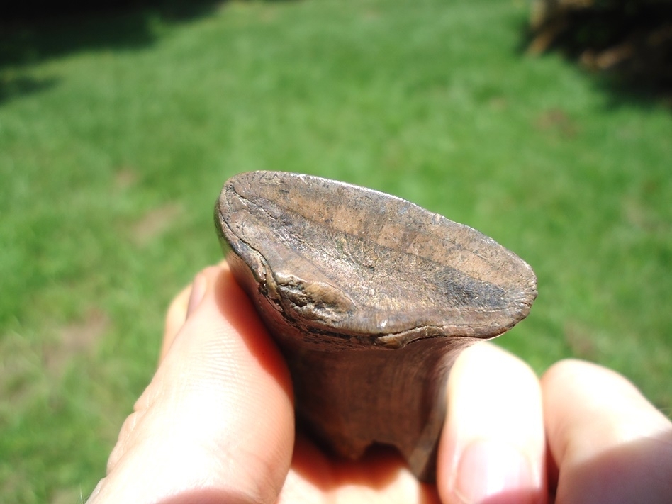 Large image 2 Excellent Megalonyx Sloth Canine Tooth