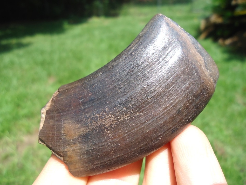 Large image 4 Excellent Megalonyx Sloth Canine Tooth