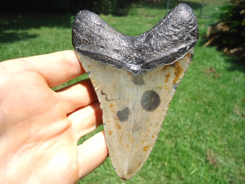 Large image 1 Large 4.64' Megalodon Shark Tooth