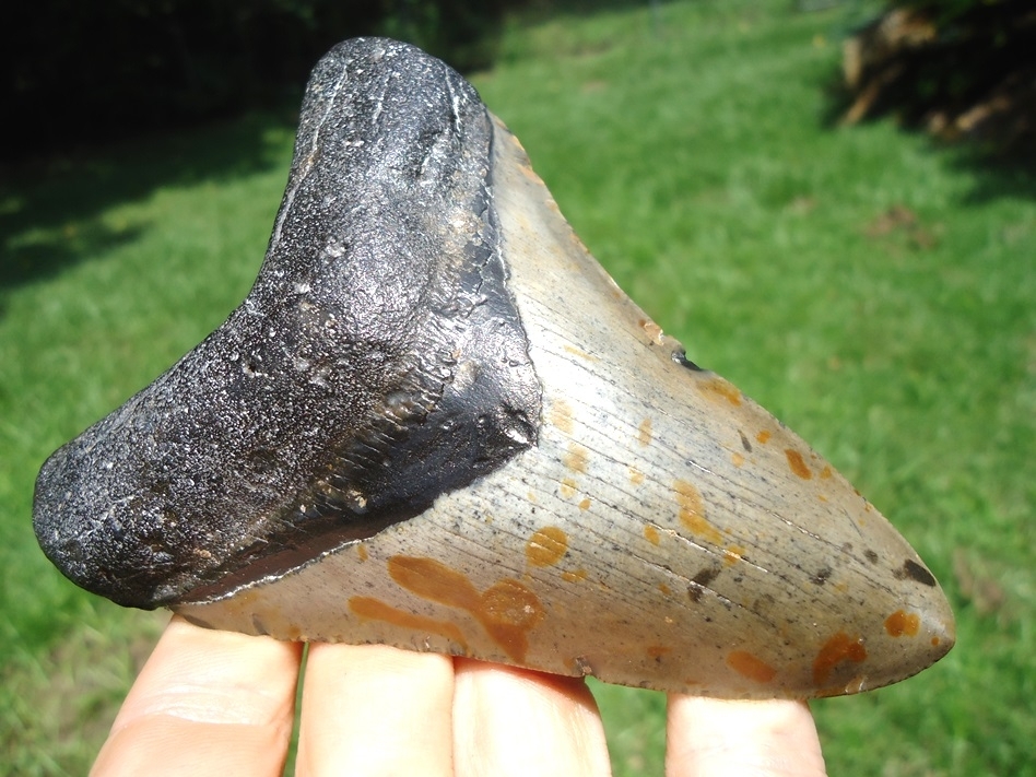 Large image 2 Large 4.64' Megalodon Shark Tooth