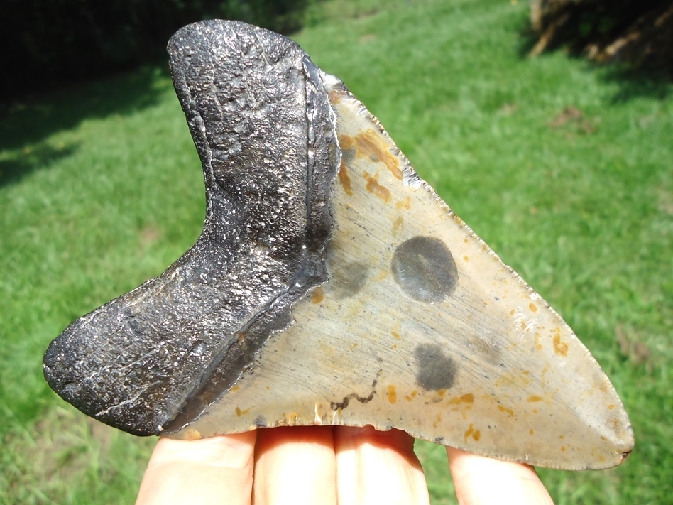 Large image 3 Large 4.64' Megalodon Shark Tooth