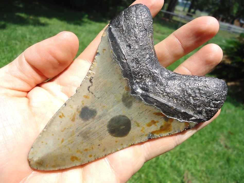 Large image 5 Large 4.64' Megalodon Shark Tooth