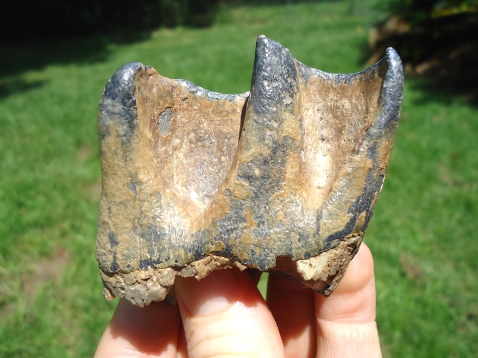 Large image 1 Top Quality Bone Valley Rhino Tooth