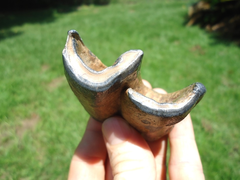 Large image 2 Top Quality Bone Valley Rhino Tooth