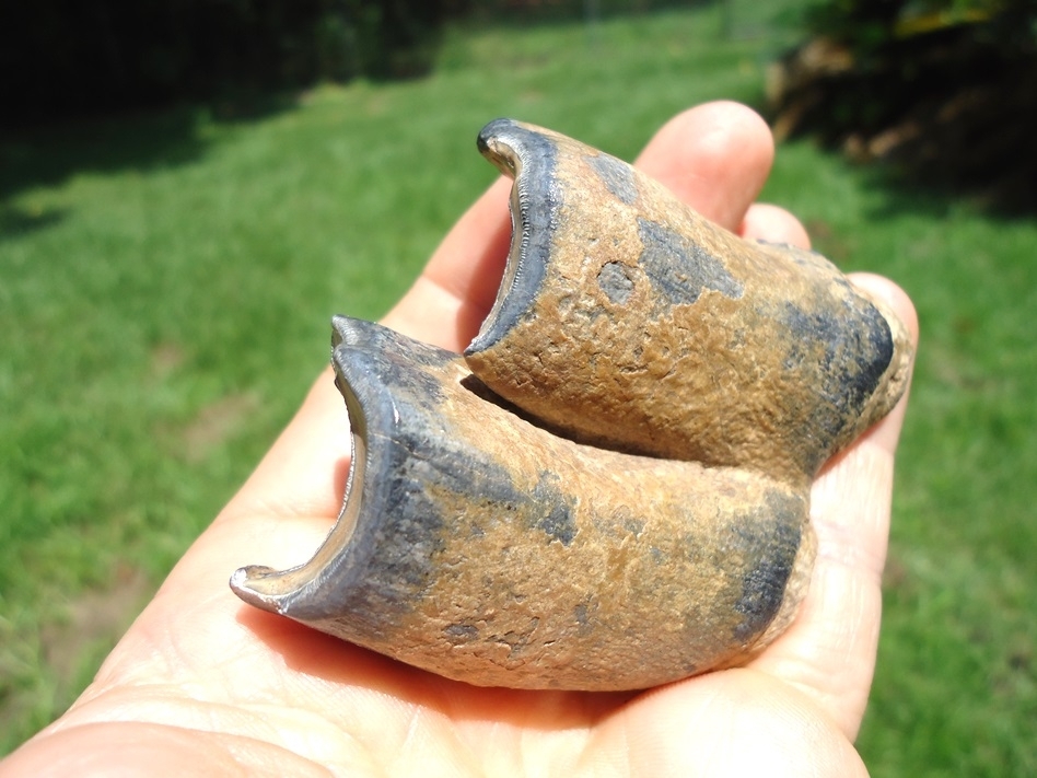 Large image 3 Top Quality Bone Valley Rhino Tooth