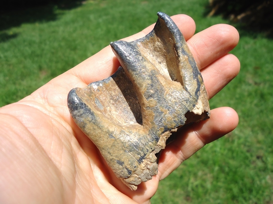 Large image 4 Top Quality Bone Valley Rhino Tooth